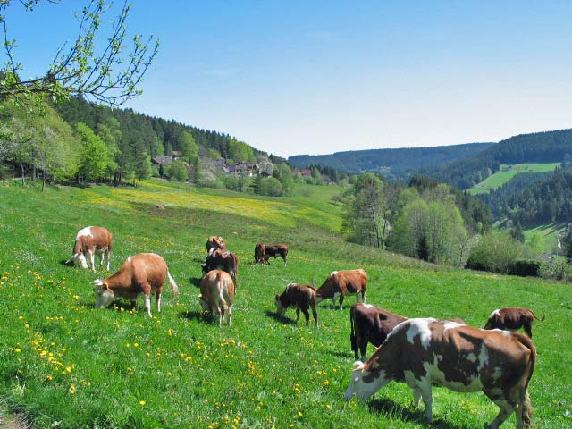 Der Bauernhof Bühler