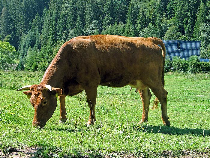 Der Bauernhof Bühler